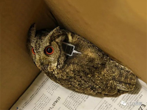 2018年2月守护北领角鸮放飞 2018年2月守护北领角鸮放飞