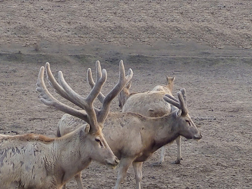2016年3月洞庭麋鹿野放 2016年3月洞庭麋鹿野放