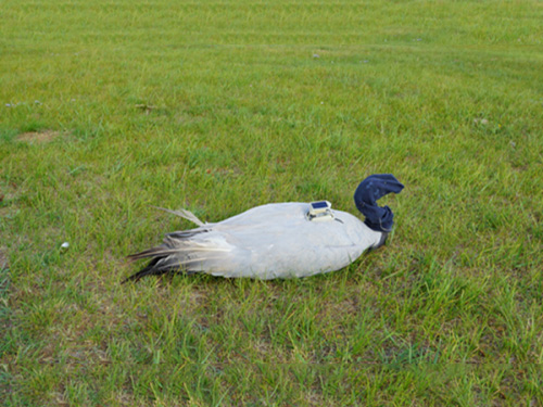 2016年5月蓑羽鹤追踪 2016年5月蓑羽鹤追踪