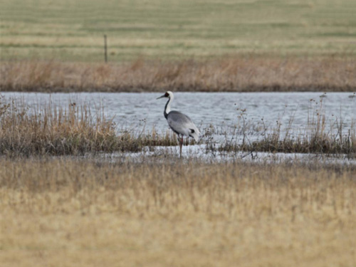 2016年1月神器助力仙鹤回归自然 2016年1月神器助力仙鹤回归自然